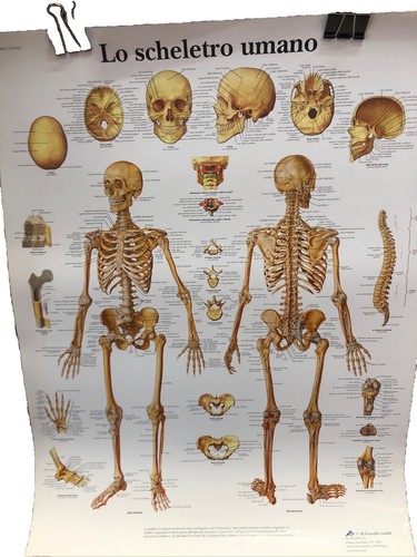Tavola didattica dello - tavola,