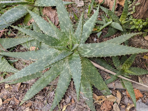 Pianta aloe saponaria dia - 1,