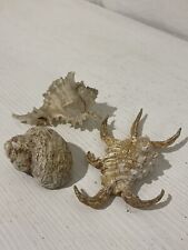 Set di 3 Conchiglie Marine Naturali - Decorazione Costiera Vintage stile marino