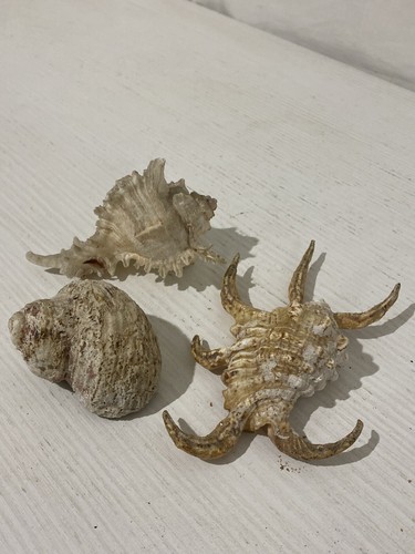 Set conchiglie marine - set,
