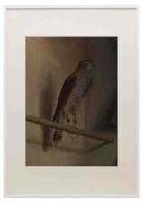 Quadro stampa incorniciato