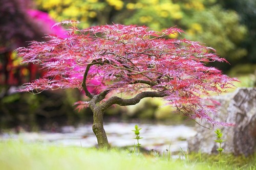 Acer palmatum dissectum - acer,
