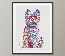 Poster cairn terrier cane - poster,