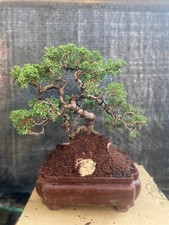 Bonsai di Juniperus Sargenti |