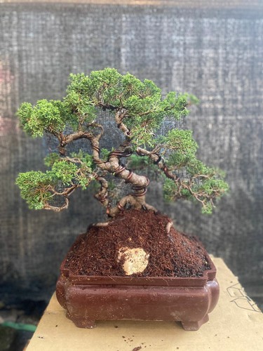 Bonsai juniperus sargenti - sargenti, |