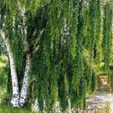 20 SEMI DI BETULLA VERRUCOSA
