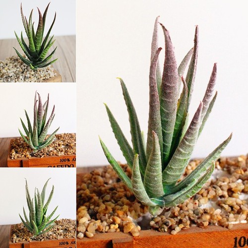 Pianta succulente artificiali - pianta,
