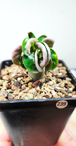 Adenium dha medusa - adenium,