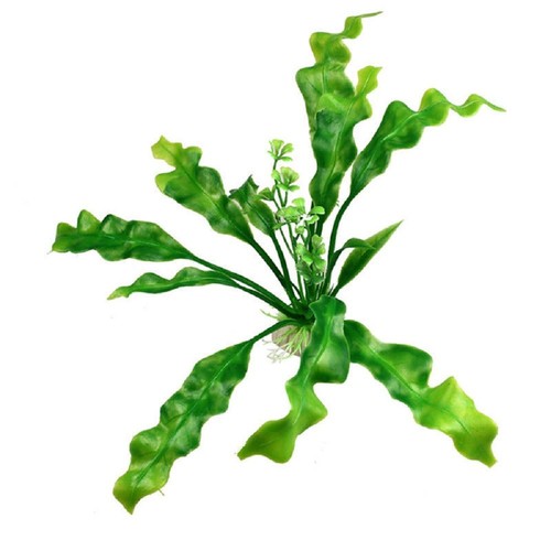 Pianta piantina - 20, cm
