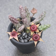 Huernia tanganyikensis piante