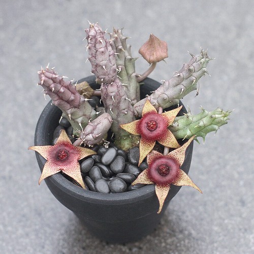 Huernia tanganyikensis piante