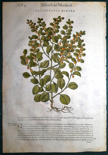 Stampa antica mattioli - antica,