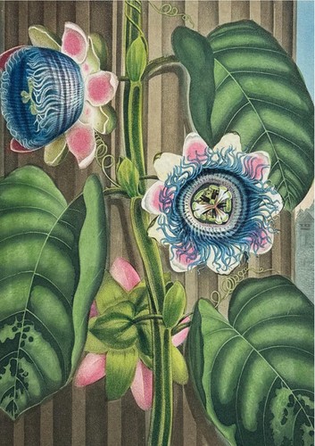 Quadrangular passion flower - passion, by