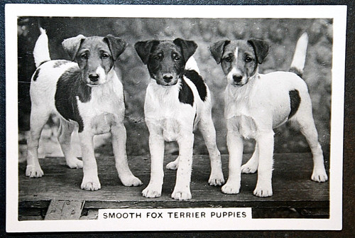 Smooth fox terrier puppies - fox,