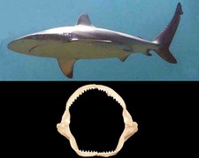 Mascella Bocca Squalo Bruno