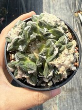 Multi Heads Ariocarpus fis var