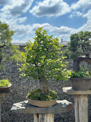 Bonsai carpino betulus - carpino,