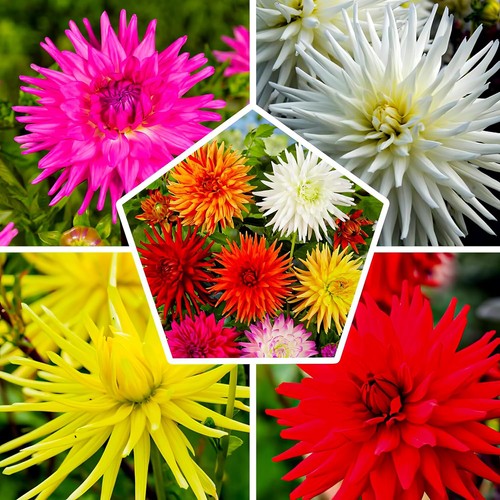 Tuberi bulbi fiori - bulbi, di