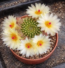 Notocactus werdermannianus