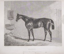 1844-RACING HORSE-MANGO-HORSE