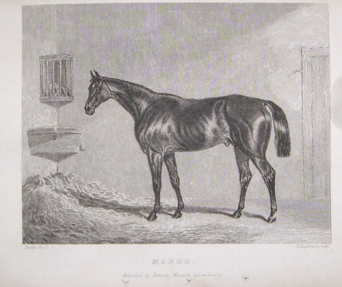 1844 cavallo - 1844-cavallo, da