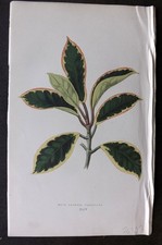 Lowe Bellissime Piante