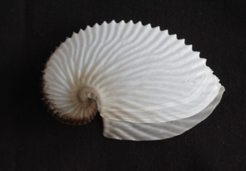 Paper argonaut seashell - argonaut, 'seashell