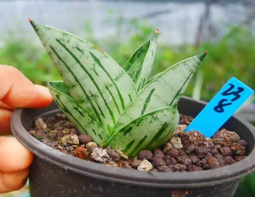 Rara pianta cactus - rara,