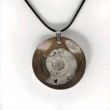 Polished Ammonite Fossil