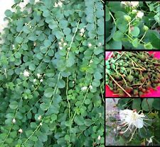 100 Semi Capperi Capparis Spinosa Cappero Caper Bush Caprier commun seeds