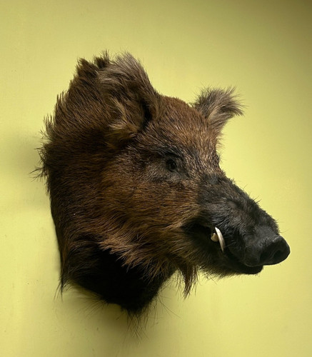 Testa cinghiale - testa, cinghiale,