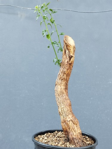 Bonsai bouganvillea 48x12cm - bonsai,