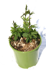 Luppolo Cascade pianta già produttiva per fare la tua birra Artigianale