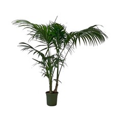 Kentis howea forsteriana - -,