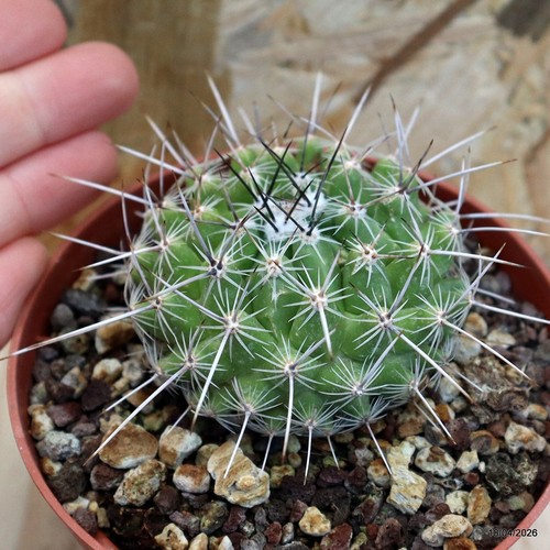 Thelocactus conothelos - , v