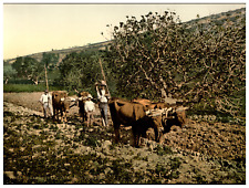 Gran Canaria, Arando con bueyes Vintage photochrome,  photochromie, vintage ph
