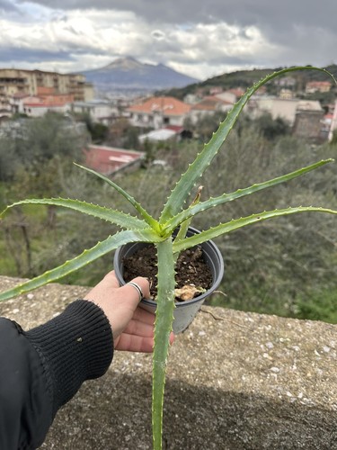 Pianta aloe arborescens in - pianta,
