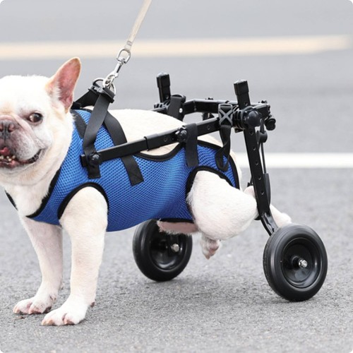 Sedia rotelle per cane aiuto - per,