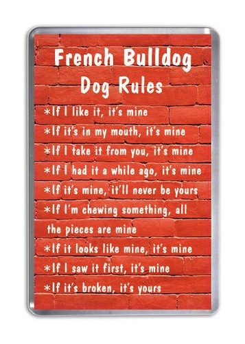 French bulldog dog - bulldog, rules