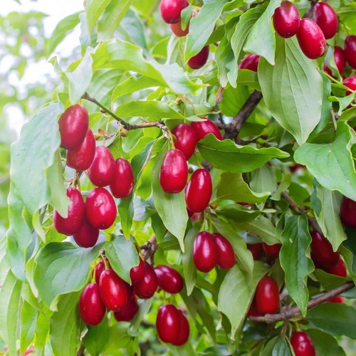 Pianta frutto corniolo in - frutto,