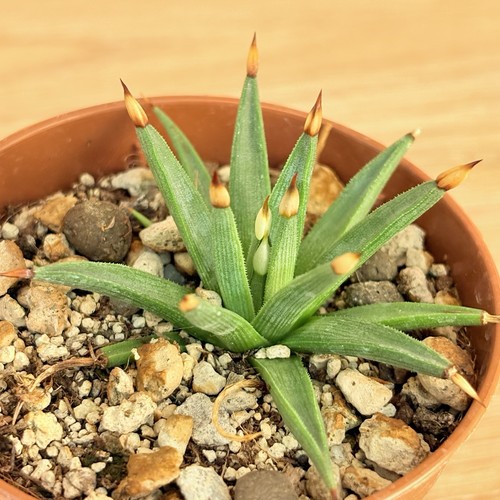 Agave albopilosa pot 6 5 - albopilosa,