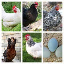 UOVA FERTILI  DA INCUBARE  A