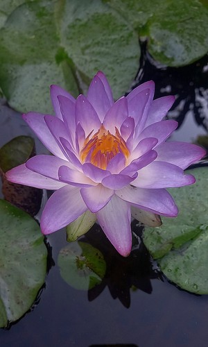 Rizoma ninfea siam - rizoma,