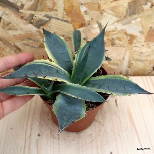 Agave parrasana variegata - , vaso