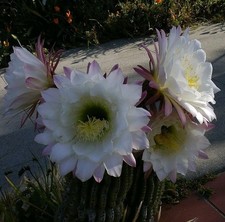 Tri cereus schickendantzii - tri.cereus,