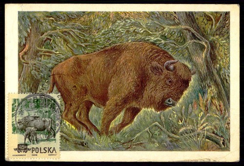 Polonia 1955 fauna saggia - fauna,