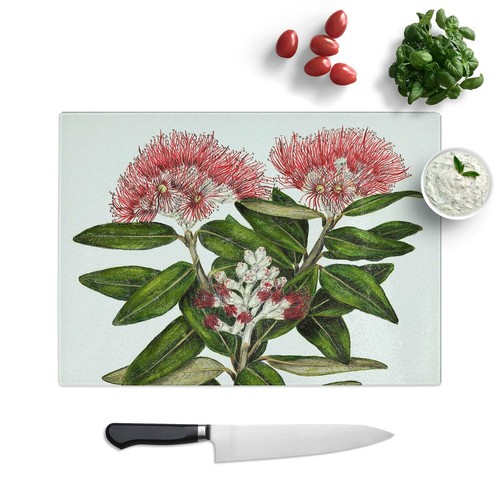 Pohutukawa metrosideros - pohutukawa,