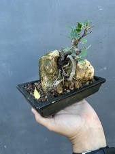 pre bonsai Ficus Sì Roccia