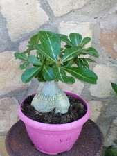 Adenium Obesum Caudex Super 