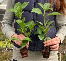 Lauroceraso "Prunus laurocerasus" 40 piante da siepe in vaso ø9 cm